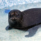 Фонд друзей балтийской нерпы спасает новых тюленят 