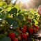 Овес вместо удобрений: как получить крупную и сладкую клубнику летом Овес вместо удобрений: как получить крупную и сладкую клубнику летом